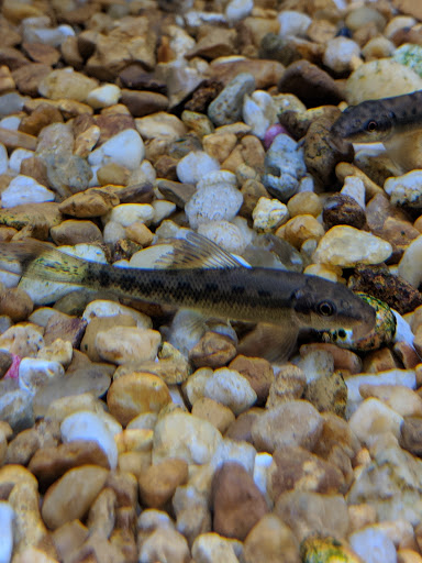 Pet Supply Store «Pet Supermarket, Inc.», reviews and photos, 598 N McCarran Blvd, Sparks, NV 89431, USA