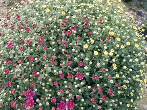 Wholesale Plant Nursery «Garden Fantasy», reviews and photos, 43250 Tyler Rd, Belleville, MI 48111, USA