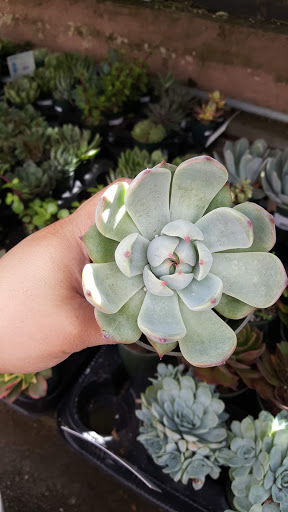 Hardware Store «Orchard Supply Hardware», reviews and photos, 2245 Gellert Blvd, South San Francisco, CA 94080, USA