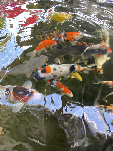 The Koi Story Fish Farm image 4