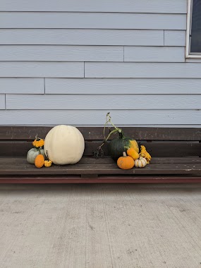 Koltiska Pumpkin Patch