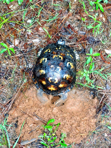 Park «Bogan Park Community Recreation & Aquatic Center», reviews and photos, 2723 N Bogan Rd NE, Buford, GA 30519, USA