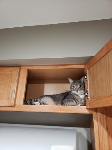 Pet Supply Store «Pet Supermarket», reviews and photos, 534 S Hunt Club Blvd, Apopka, FL 32703, USA