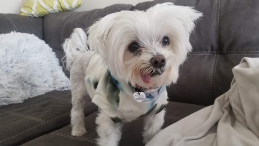 Pet Store «Bow Wow Meow», reviews and photos, 2150 Polk St, San Francisco, CA 94109, USA