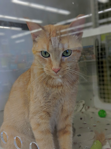 Pet Supply Store «Petco Animal Supplies», reviews and photos, 1574 N Dupont Hwy #300, Dover, DE 19901, USA