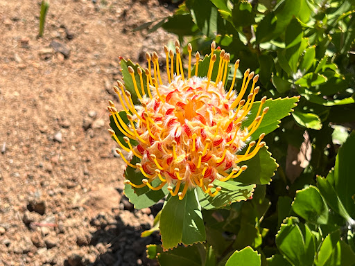 Winery «Fort Ross Vineyard Tasting Room», reviews and photos, 15725 Meyers Grade Rd, Jenner, CA 95450, USA