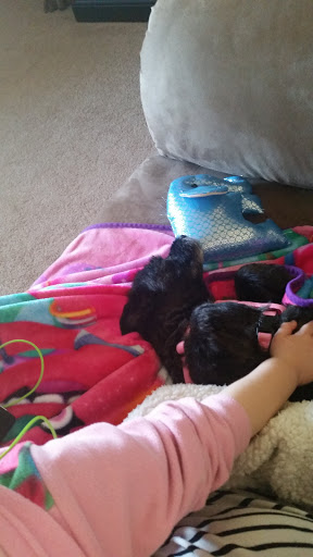 Pet Supply Store «PetSmart», reviews and photos, 4013 Wisconsin 28, Kohler, WI 53081, USA