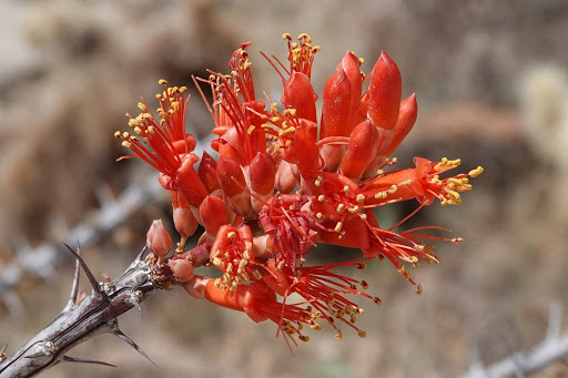 Nature Preserve «Gateway Trailhead - McDowell Sonoran Preserve», reviews and photos, 18333 N Thompson Peak Pkwy, Scottsdale, AZ 85255, USA