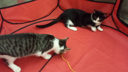 Pet Supply Store «Pet Supplies Plus», reviews and photos, 3984 Seneca St, West Seneca, NY 14224, USA