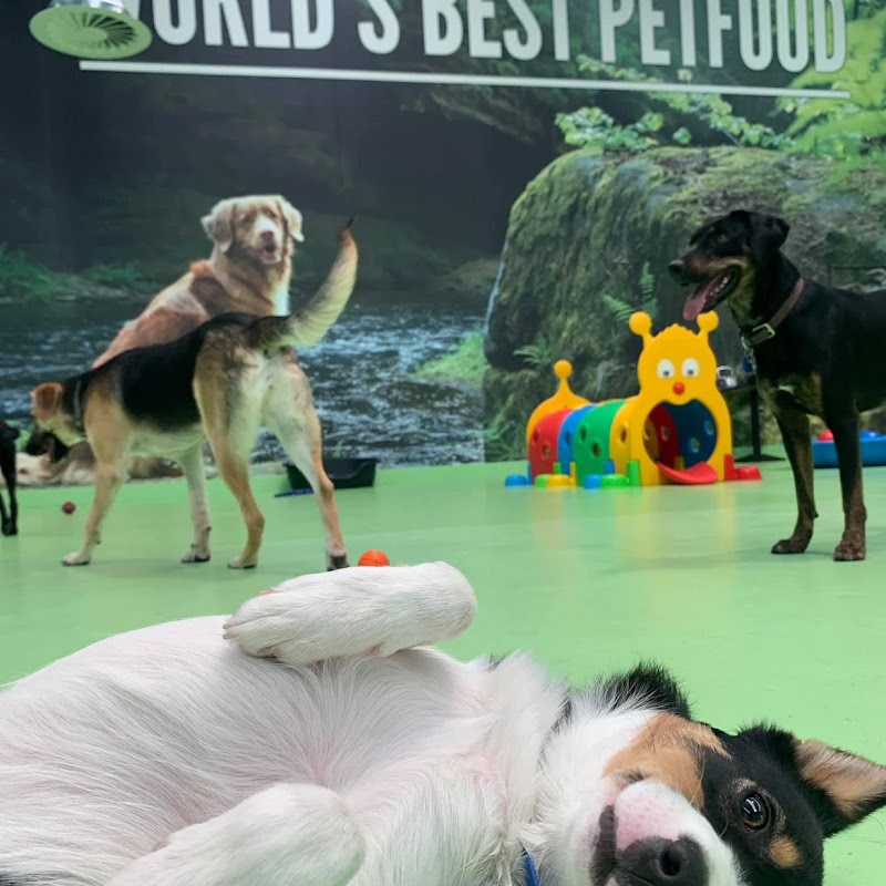 Central Park Pet Daycare & Spa