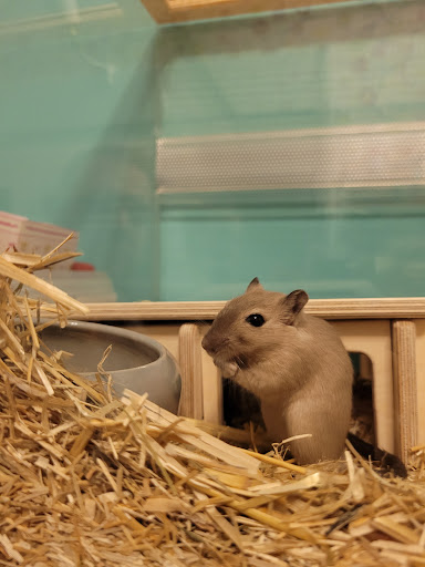 M. Shahabi veterinarian unter Riedstadt, 