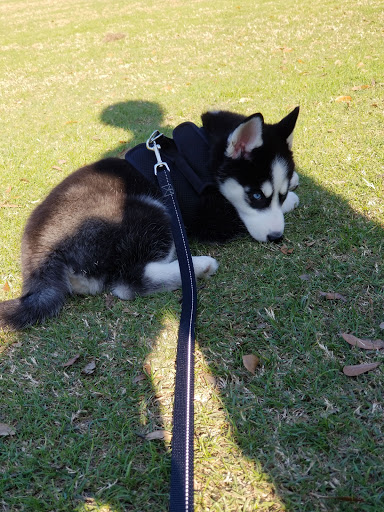 Pet Store «Petland», reviews and photos, 10289 Ulmerton Rd, Largo, FL 33771, USA