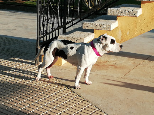 Centro Veterinario Montrove en Oleiros