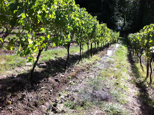 Winery «Noble Estate Vineyard and Winery», reviews and photos, 29210 Gimpl Hill Rd, Eugene, OR 97402, USA