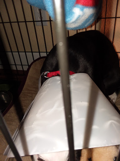 Pet Supply Store «PetSmart», reviews and photos, 1621 E Monte Vista Ave b, Vacaville, CA 95688, USA