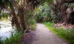 Captain Forster Hammock Preserve