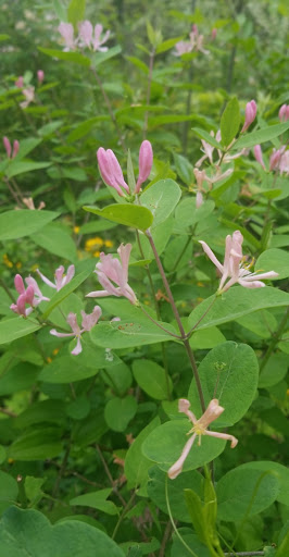 Nature Preserve «Burns-Stokes Preserve», reviews and photos, Zeeb Rd, Dexter, MI 48130, USA