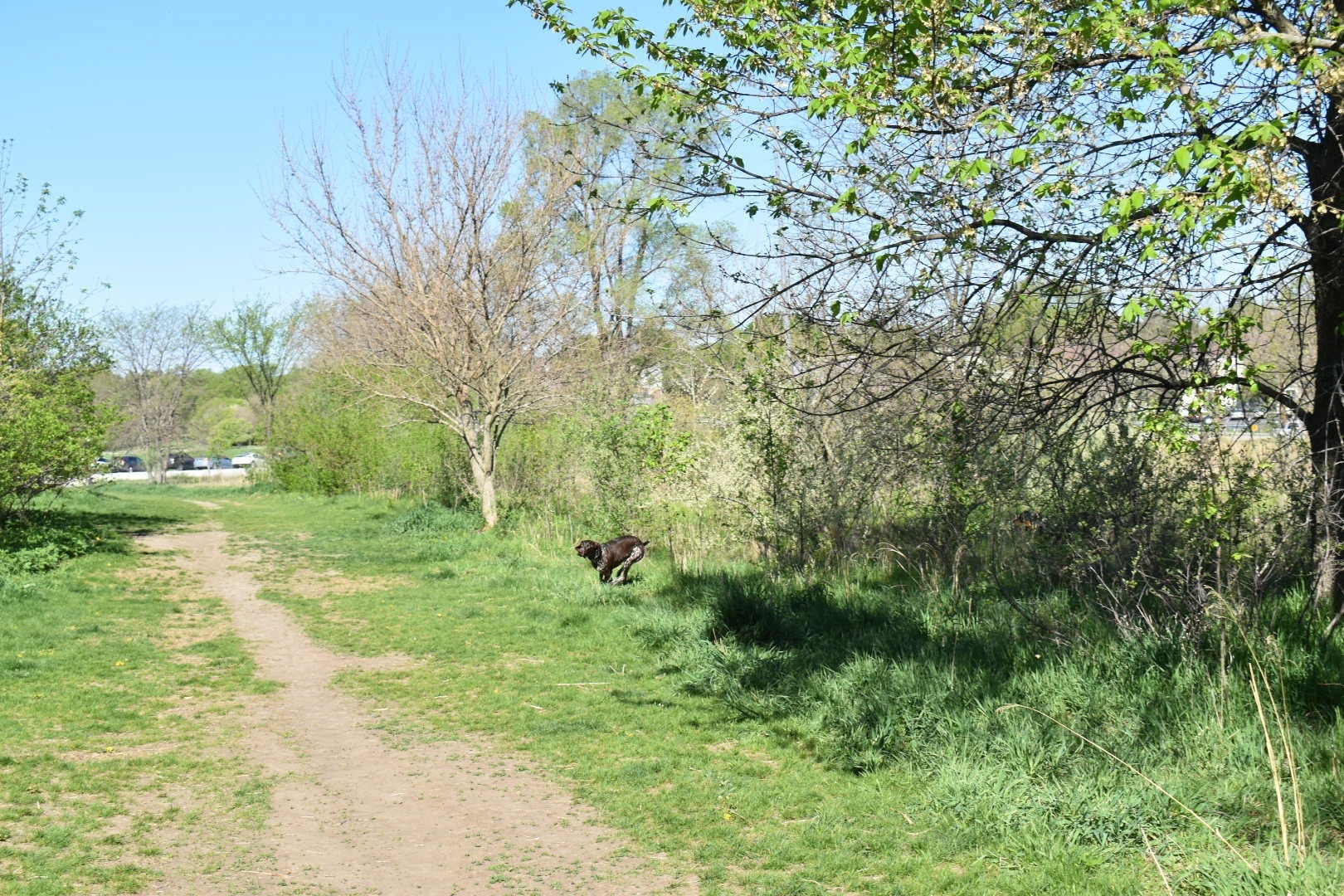 Chalco Hills Dog Exercise Area