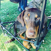 Paws Paradise Fur Life - Photo 9 - Car repair in Tampa, FL, Tampa