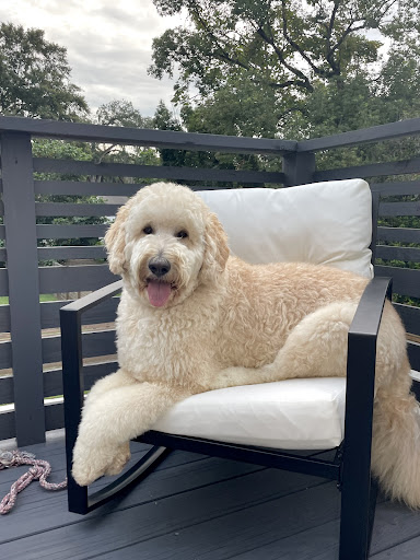 Pet Supply Store «EarthWise Pet Supply», reviews and photos, 6668 Thomasville Rd, Tallahassee, FL 32312, USA