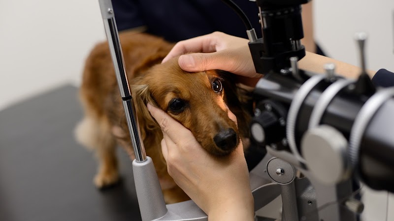 グランクリュ アニマル アイクリニック | 麻布十番の犬、猫、うさぎ 眼科動物病院