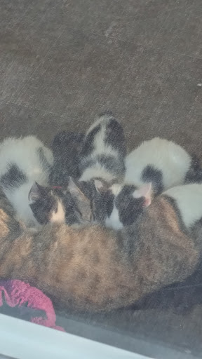 Animal Rescue Service «Motley Zoo Animal Rescue», reviews and photos, 16715 Cleveland St A, Redmond, WA 98052, USA