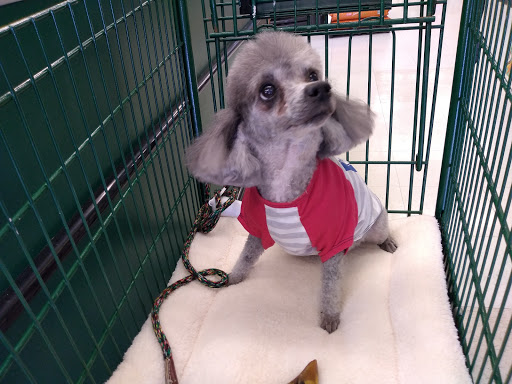 Pet Supply Store «Pet Supplies Plus», reviews and photos, 800 Linton Blvd, Delray Beach, FL 33444, USA