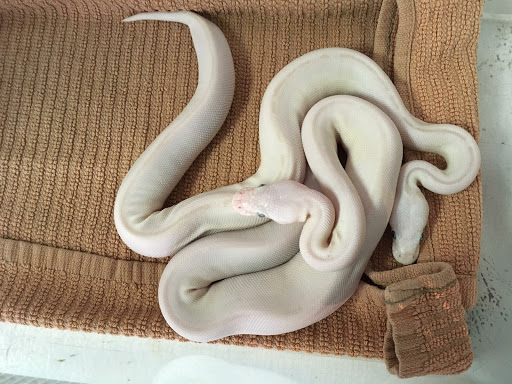 Pet Store «Petfection Exotic Pet Specialist», reviews and photos, 2989 PA-611 Suite 102, Tannersville, PA 18372, USA