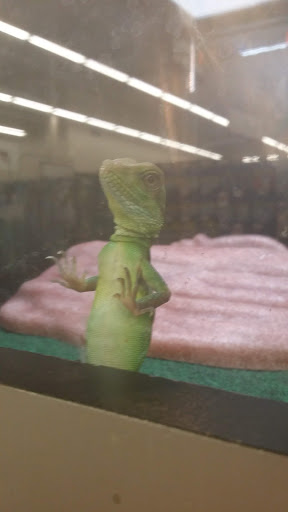 Pet Supply Store «Pet Supplies Plus», reviews and photos, 1810 Declaration Dr, Independence, KY 41051, USA