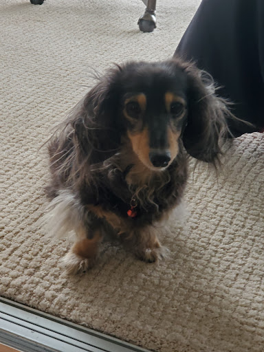 Pet Supply Store «PetSmart», reviews and photos, 8537 W Grand River Ave, Brighton, MI 48116, USA