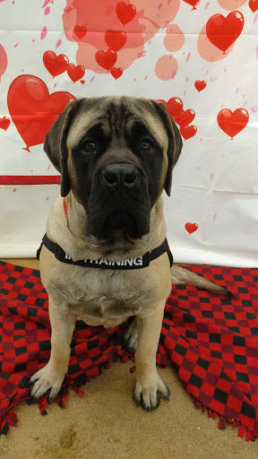 Pet Supply Store «Pet Supplies Plus», reviews and photos, 345 Willow Bend, Crystal, MN 55428, USA