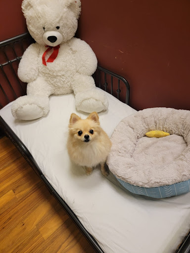 Pet Groomer «Hollywood Houndz Boutique, Spa & Hotel», reviews and photos, 4243 W Lake Mary Blvd, Lake Mary, FL 32746, USA