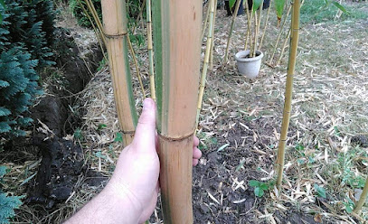 Bambusz kert Kistokaj