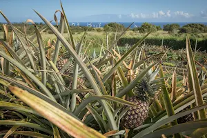 Lokahi Garden Sanctuary (Farm Tours and Massage/Spa Treatments) image