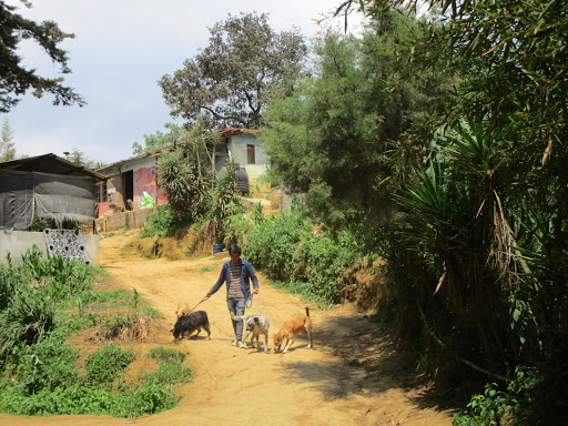 Lugares de adopción de perros en Guatemala