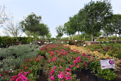 Garden Center «Moon Valley Nurseries West Valley / Avondale», reviews and photos, 11320 W Indian School Rd, Avondale, AZ 85323, USA