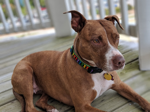 Pet Supply Store «Outer Barks - Water Front Shops», reviews and photos, 1240 Duck Rd, Duck, NC 27949, USA