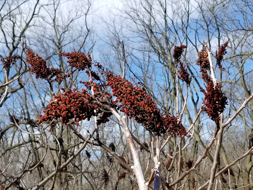 Nature Preserve «Hoover Forest Preserve», reviews and photos, 11285 W Fox Rd, Yorkville, IL 60560, USA