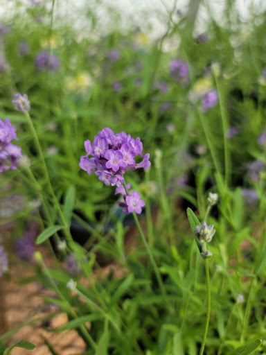 Garden Center «Gregor Farm & Greenhouse Inc», reviews and photos, 2592 Holy Name Dr, Wayzata, MN 55391, USA