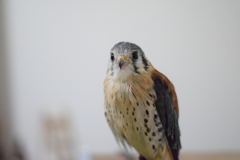 鳥と小動物の病院 falconest