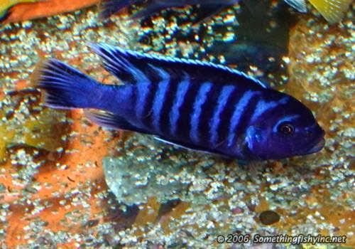 Aquarium Shop «Something Fishy Inc.», reviews and photos, 4764 State Rd, Cleveland, OH 44109, USA
