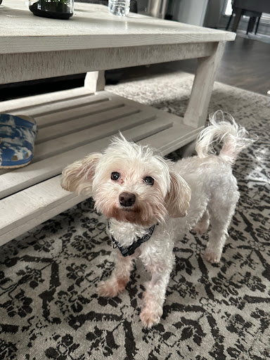 Lawrenceville Animal Care Center image