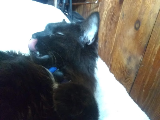 Pet Supply Store «Petco Animal Supplies», reviews and photos, 1960 Edinboro Rd, Erie, PA 16509, USA