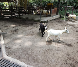 Gembira Loka Zoo photo