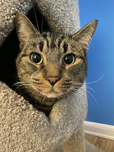 Pet Store «Bark Life Market», reviews and photos, 11220 Park Blvd N, Seminole, FL 33772, USA