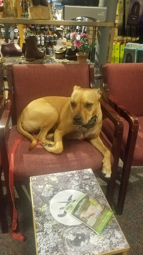 Outdoor Sports Store «Alpine Shop - Kirkwood, MO», reviews and photos, 440 N Kirkwood Rd, Kirkwood, MO 63122, USA