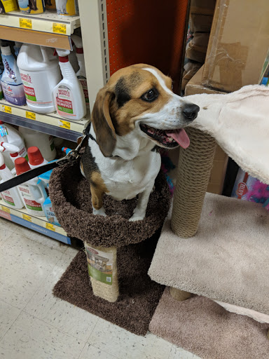 Pet Supply Store «PetSmart», reviews and photos, 62 Centerton Rd, Mt Laurel, NJ 08054, USA