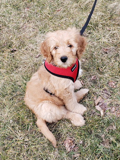 Pet Store «Charm City Puppies», reviews and photos, 8205 Snowden River Pkwy, Columbia, MD 21045, USA