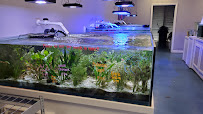 Southern Aquatics Local Fish Store - Photo 6 - Car repair in Roswell, GA, Sandy Springs
