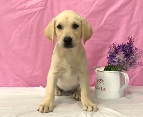 Pet Store «Happiness Is Pets», reviews and photos, 15647 94th Ave, Orland Park, IL 60462, USA